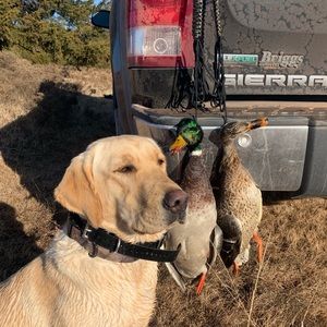 Meet your Posher, Joe